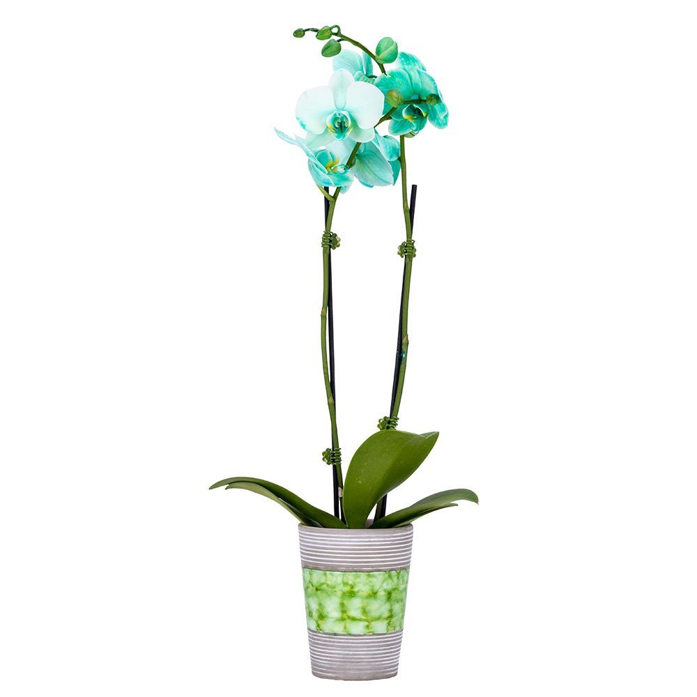 DecoBlooms Living Green Orchid Plant - 3 inch Blooms - Fresh Flowering Home Décor