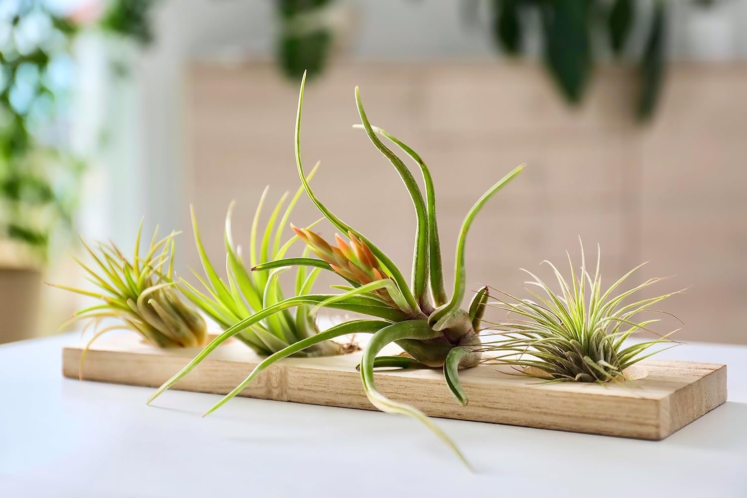 Plant Trio: Air Plants, Coloring Book, and Greens Powder