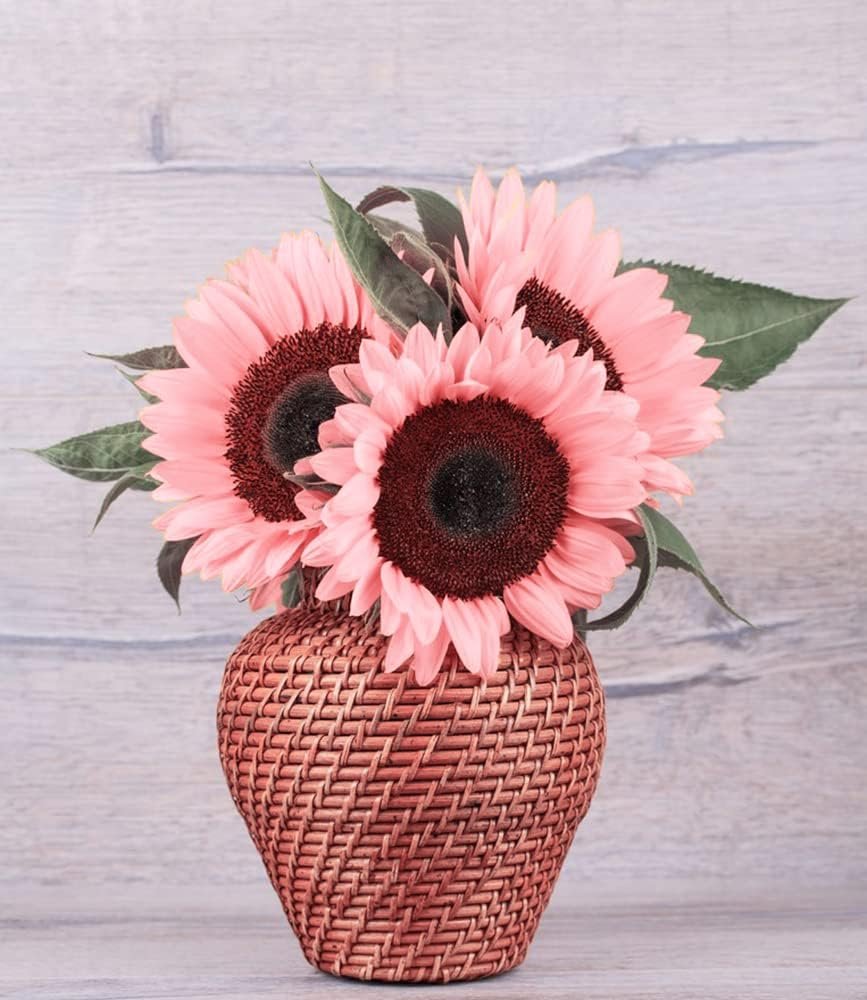 100pcs Pink Sunflower Seeds for Planting, Heirloom and Non-GMO Seeds, Easy to Plant and Grow, Outdoor Garden and Bonsai Plants Helianthus annuus Seeds
