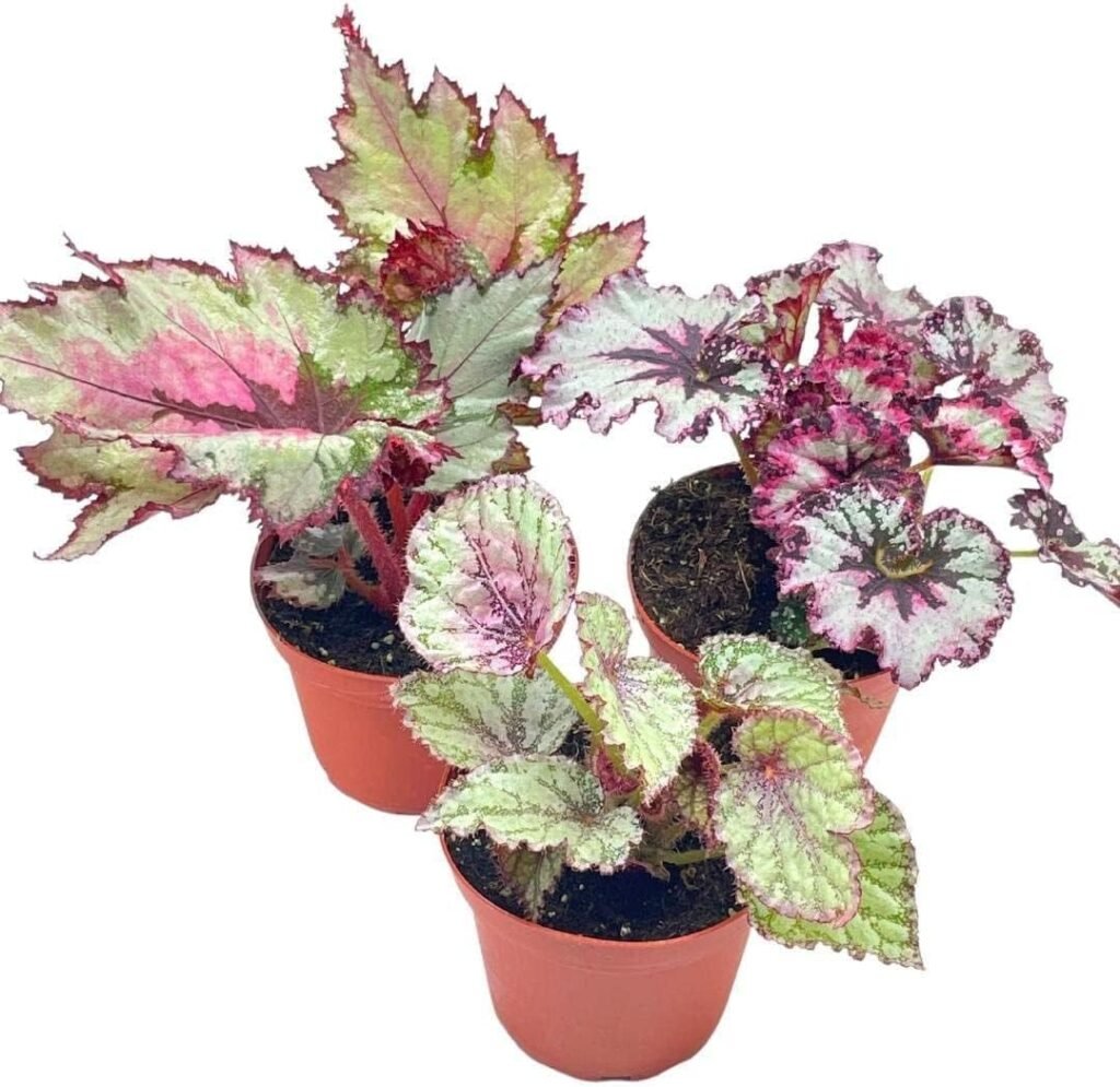 BubbleBlooms Harmonys Begonia Rex Assortment, Cold Pastel Winter Colors, 3 Different Begonias in 4 inch pots