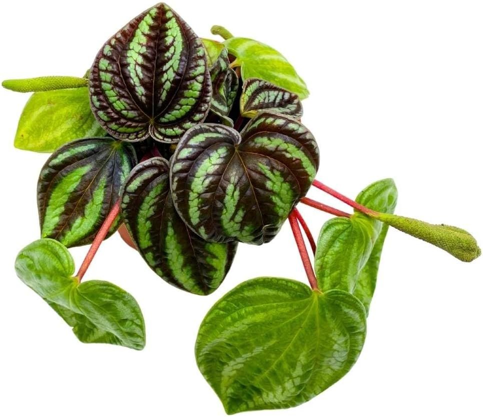 Peperomia Dragon Skin, 4 inch, Rare Pep, Exotic House Plant