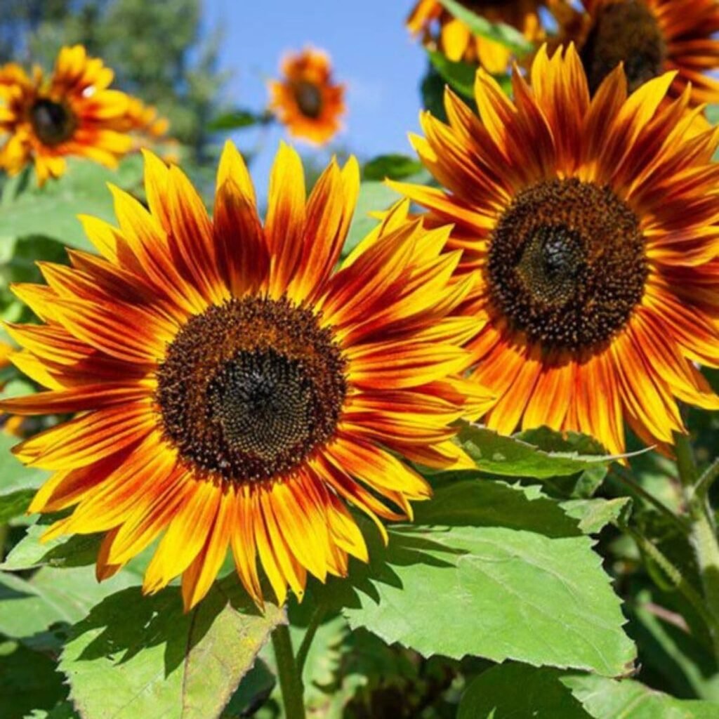 Sunflower Seeds for Planting | Heirloom Non-GMO | 50 Red Sun Sunflower Seeds to Plant in Home Gardens | Full Planting Instructions on Each Planting Packet
